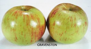 Gravenstein Apple